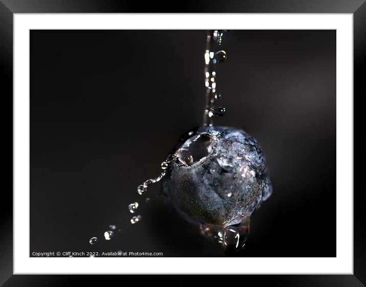 Blueberry drenched Framed Mounted Print by Cliff Kinch