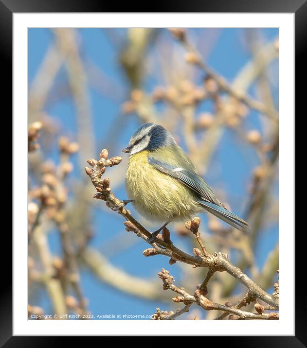 A blue tit perched on a tree branch Framed Mounted Print by Cliff Kinch