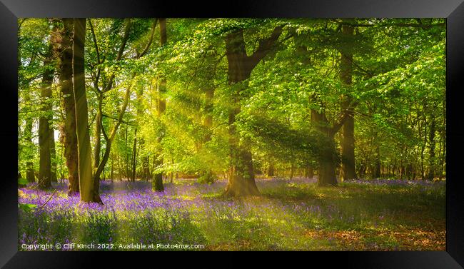 Enchanting Bluebells in a Lush Woodland Framed Print by Cliff Kinch