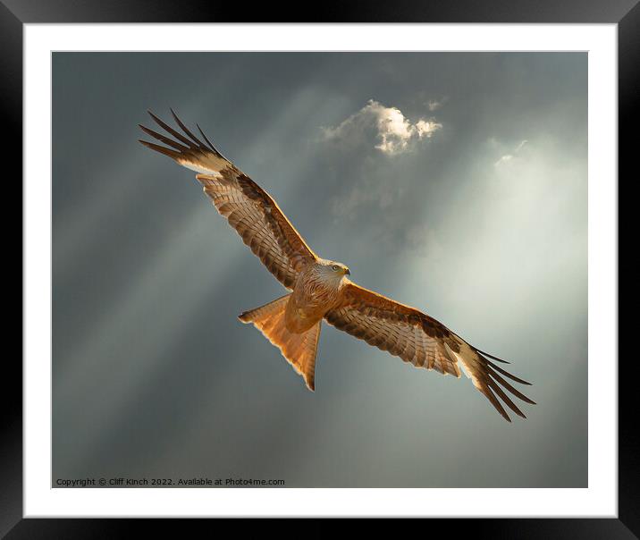 Majestic Red Kite Soaring High Framed Mounted Print by Cliff Kinch