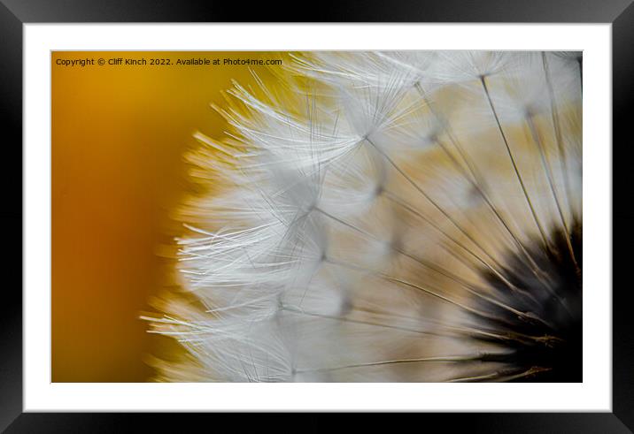 Dandelion frongs Framed Mounted Print by Cliff Kinch
