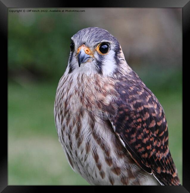 American Kestrel Framed Print by Cliff Kinch