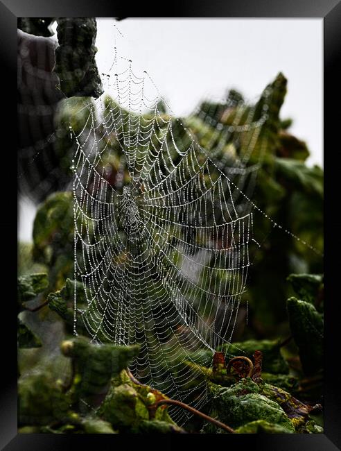 Cobweb in mist Framed Print by Cliff Kinch
