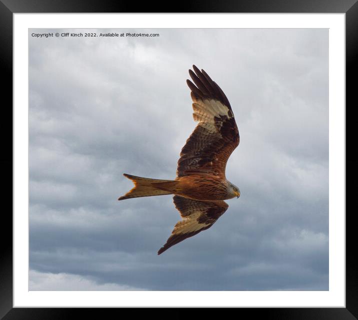 Red Kite in Flight Framed Mounted Print by Cliff Kinch