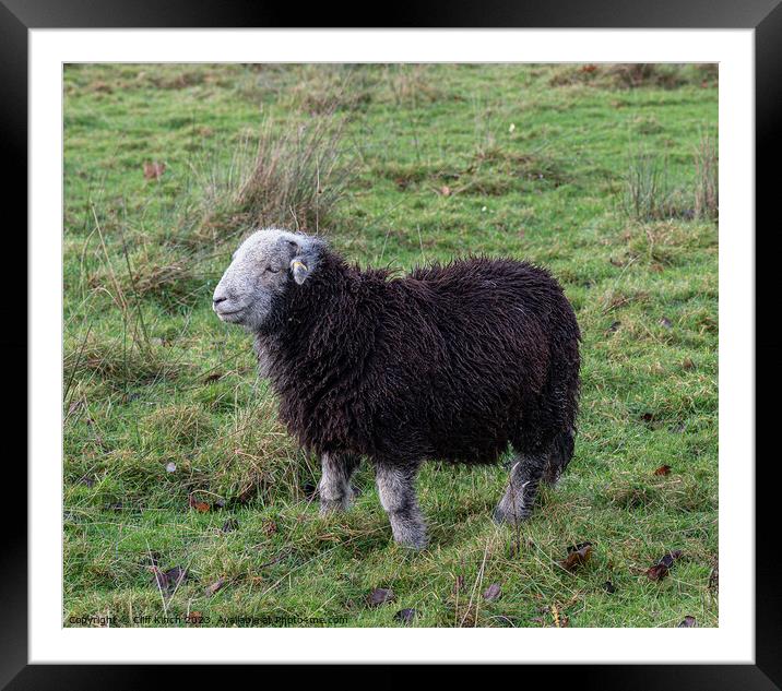 Majestic Herdwick Sheep Grazing in Lake District Framed Mounted Print by Cliff Kinch