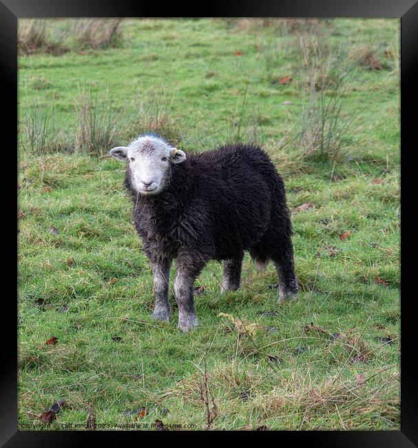 Curious Lakes Herdy Framed Print by Cliff Kinch