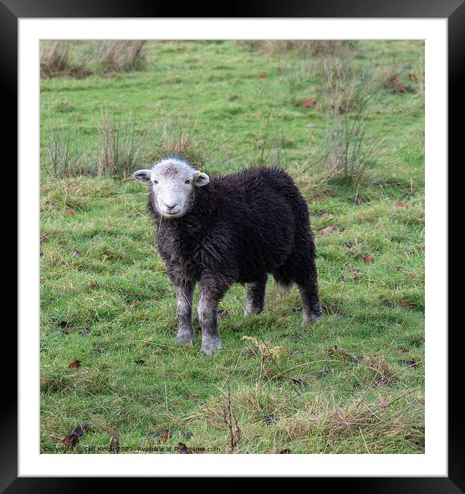 Curious Lakes Herdy Framed Mounted Print by Cliff Kinch