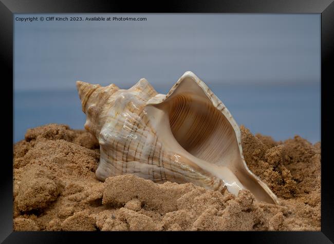 Shell on the sand Framed Print by Cliff Kinch