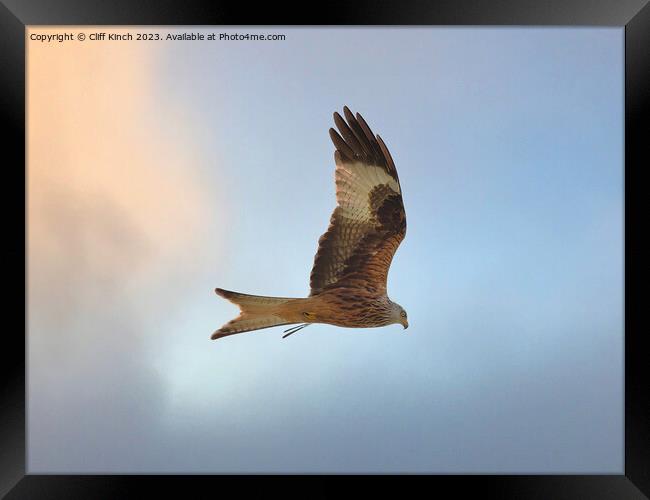 Red kite in flight Framed Print by Cliff Kinch
