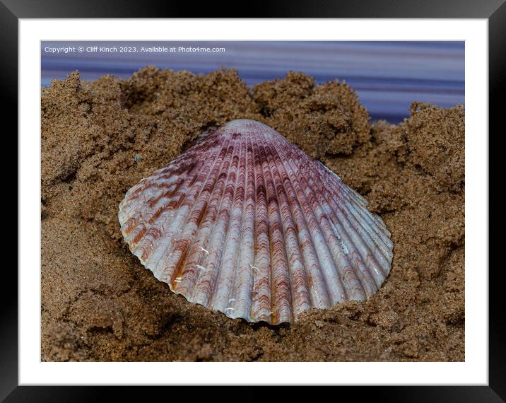 Sea shell on sand Framed Mounted Print by Cliff Kinch