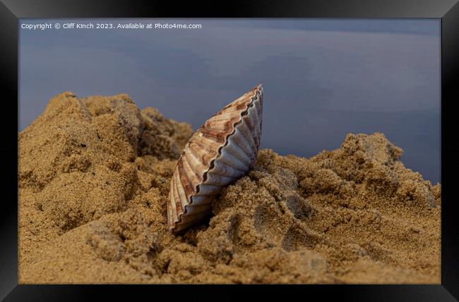 A seashell in the sand Framed Print by Cliff Kinch