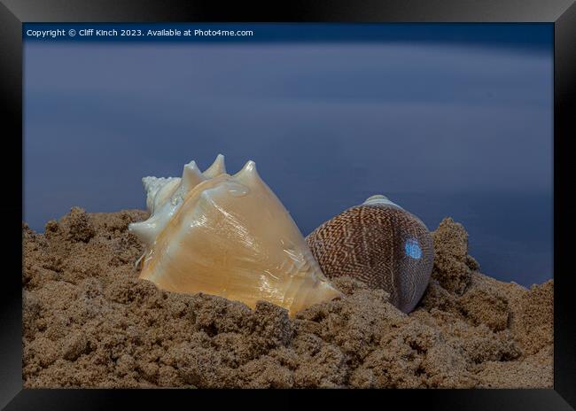 A pair of sea shells Framed Print by Cliff Kinch