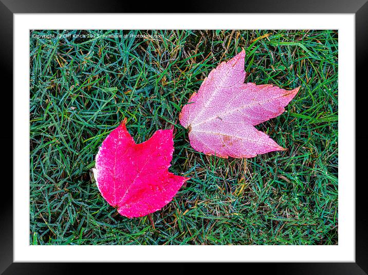 Maple leaves Framed Mounted Print by Cliff Kinch