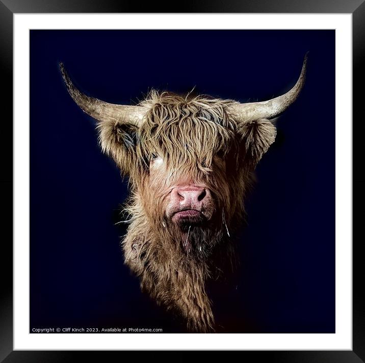 Majestic Highland Cattle Framed Mounted Print by Cliff Kinch