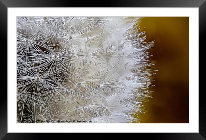 Dandelion  Framed Mounted Print by Cliff Kinch