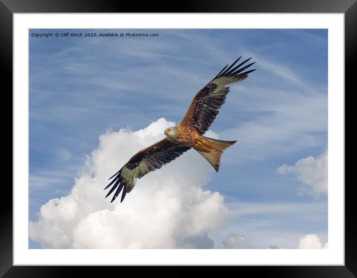 Soaring Red Kite Framed Mounted Print by Cliff Kinch