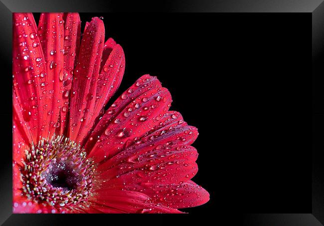 Vibrant African Daisy Unveils Nature's Passion Framed Print by Cliff Kinch