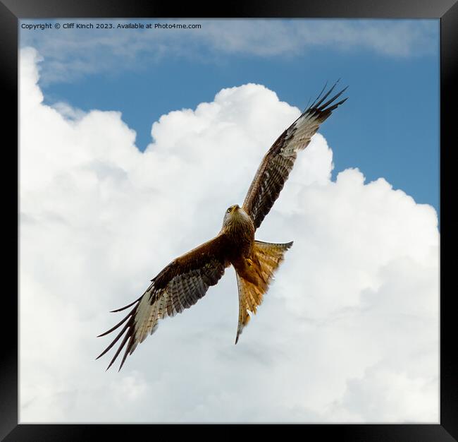 Soaring Red Kite Against Sky Framed Print by Cliff Kinch