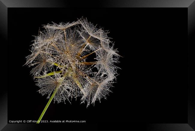 Dew-Kissed Dandelion Sphere Framed Print by Cliff Kinch