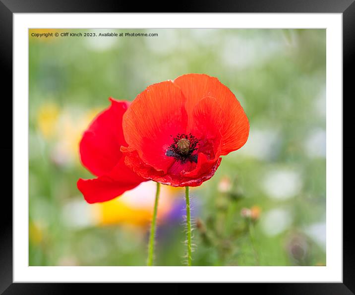 Red poppy standing tall Framed Mounted Print by Cliff Kinch