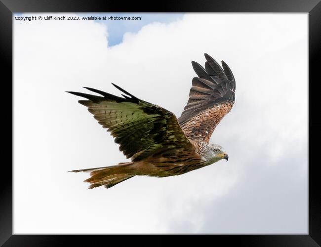 Soaring Red Kite: Spectacle in the Sky Framed Print by Cliff Kinch