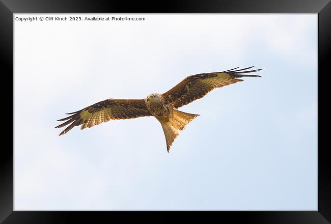 Red Kite in flight Framed Print by Cliff Kinch