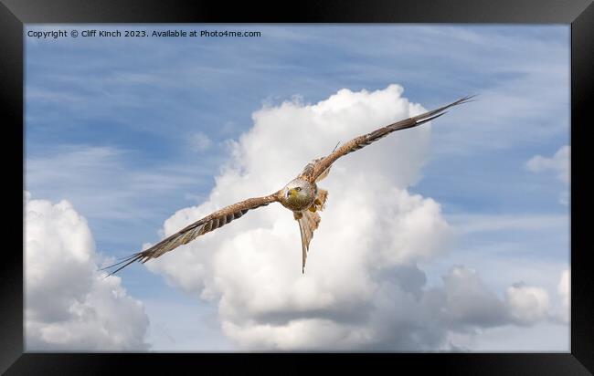 Red kite in flight Framed Print by Cliff Kinch
