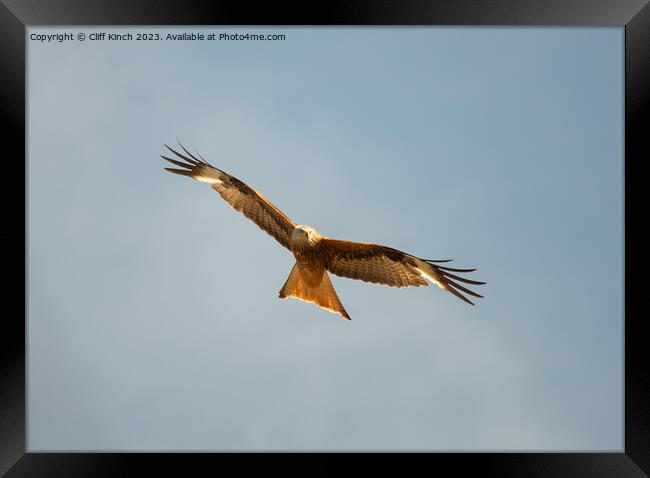 Red Kite in flight Framed Print by Cliff Kinch