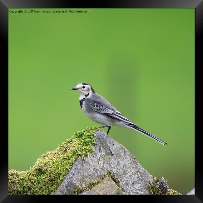 Pied Wagtail Framed Print by Cliff Kinch