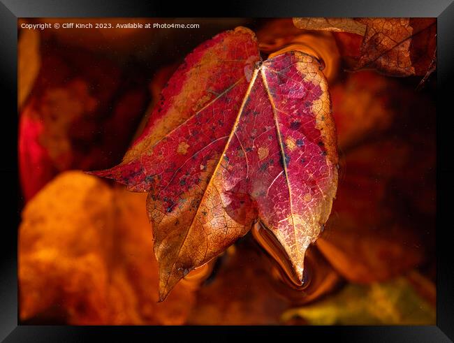Autumn leaf Framed Print by Cliff Kinch
