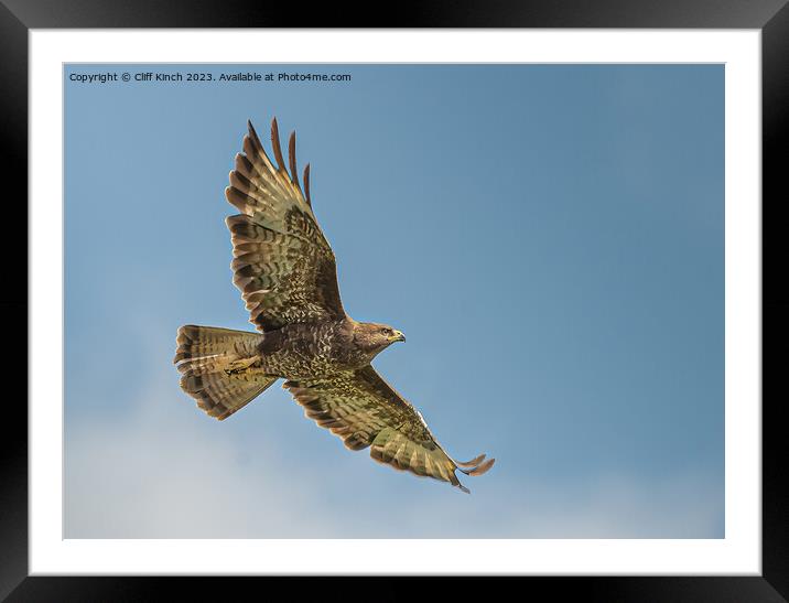 Buzzard gliding Framed Mounted Print by Cliff Kinch