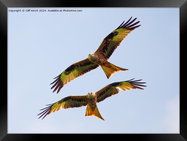 Pair of red kites Framed Print by Cliff Kinch