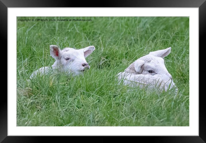 Spring lambs Framed Mounted Print by Cliff Kinch