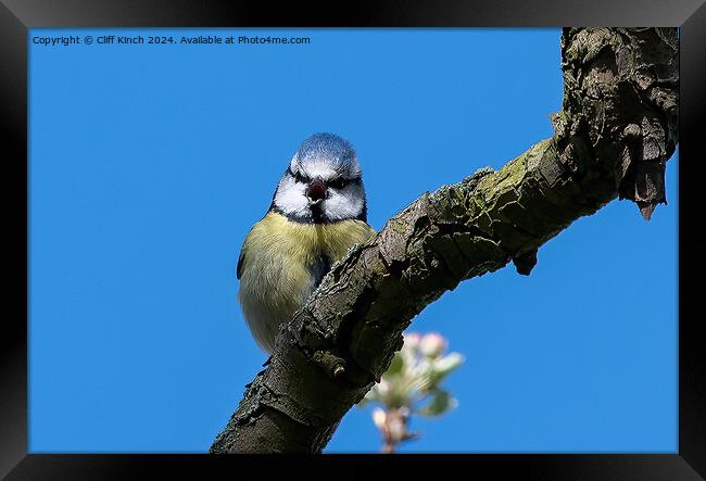Blue tit Framed Print by Cliff Kinch