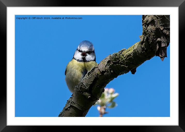 Blue tit Framed Mounted Print by Cliff Kinch