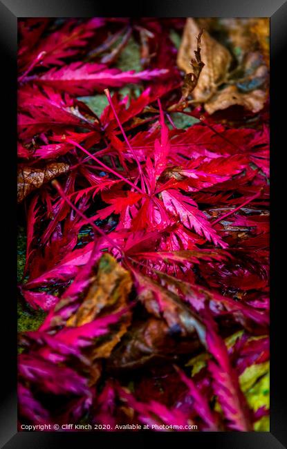 Red Autumn Leaves Framed Print by Cliff Kinch