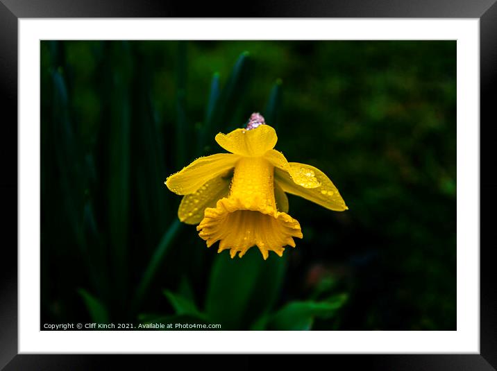 Daffodil Framed Mounted Print by Cliff Kinch