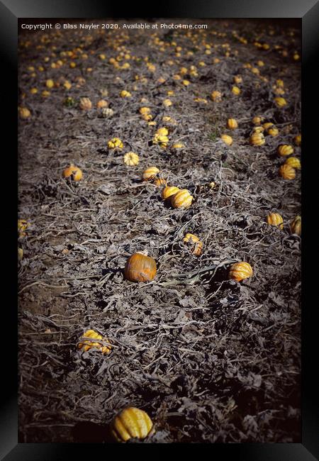 Pumpkin Patch Framed Print by Bliss Nayler