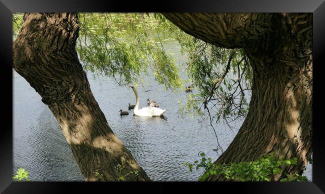 Swan & cygnets Framed Print by Mervyn Tyndall