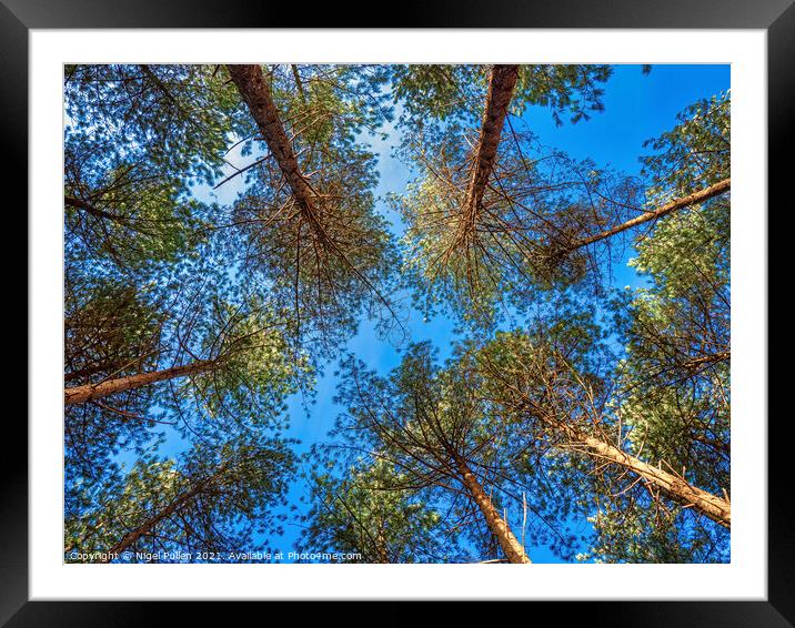 Tree-line in North Wales Framed Mounted Print by Nigel Pullen