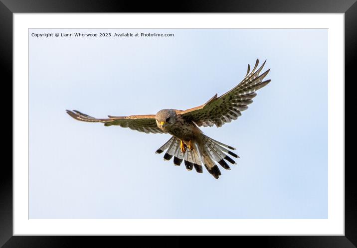 Kestrel hovering  Framed Mounted Print by Liann Whorwood