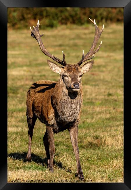 Red deer Stag in golden sunlight in autumn  Framed Print by Liann Whorwood