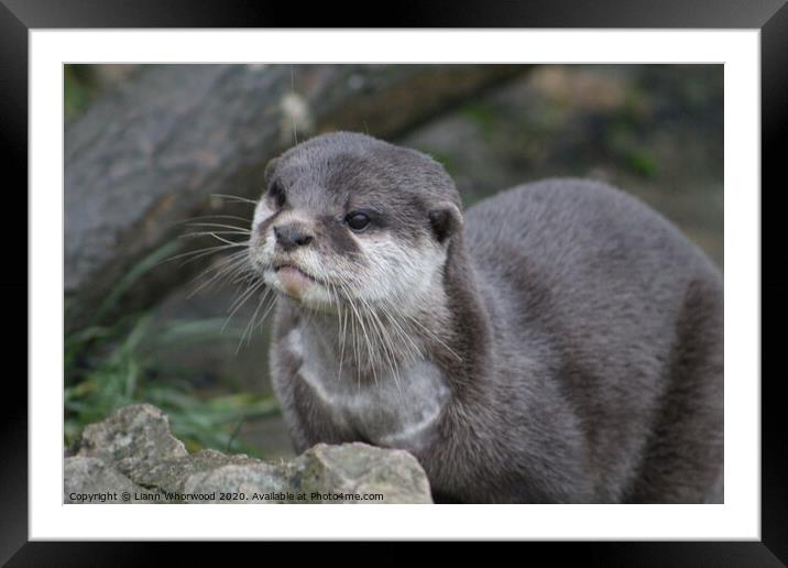 A close up of a European Otter Framed Mounted Print by Liann Whorwood