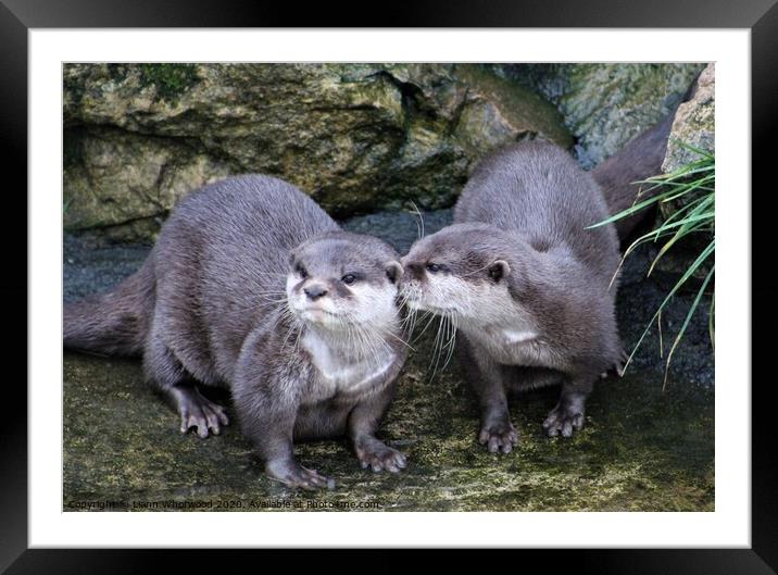 Pair of otters  Framed Mounted Print by Liann Whorwood