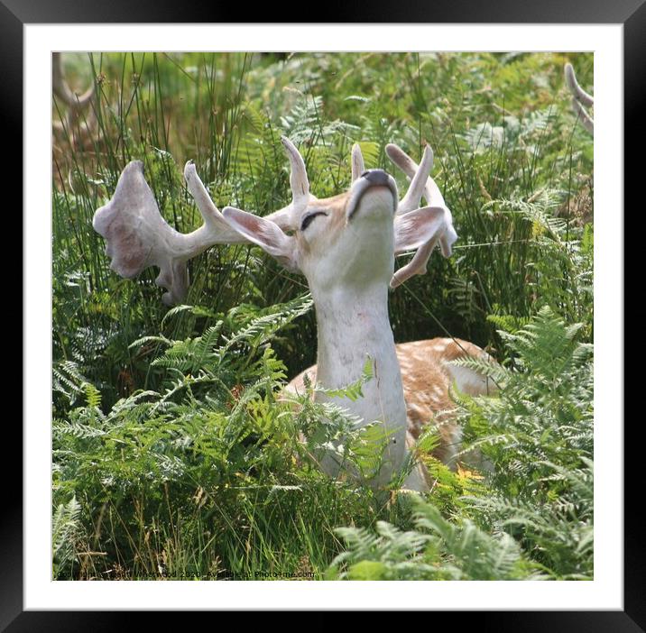 Deer in the fern Framed Mounted Print by Liann Whorwood