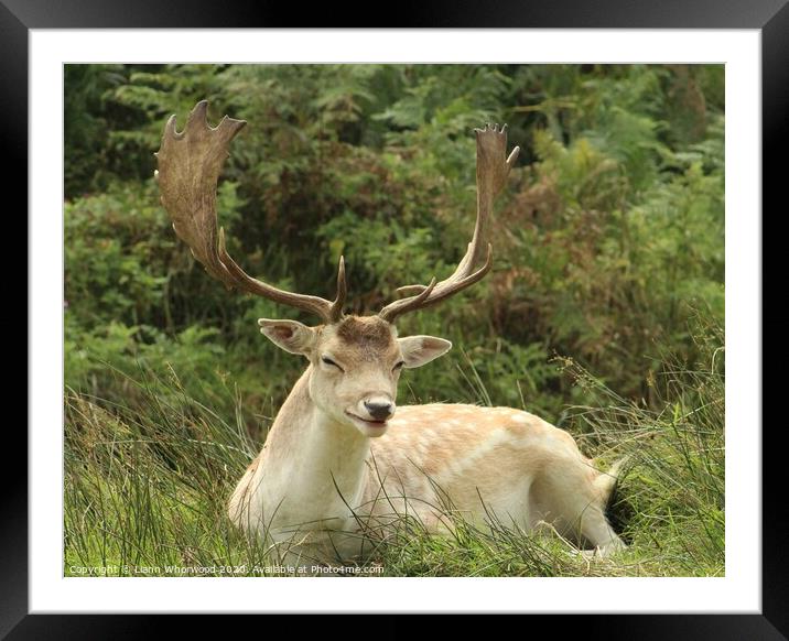 Laughing Deer wish he would share the joke Framed Mounted Print by Liann Whorwood