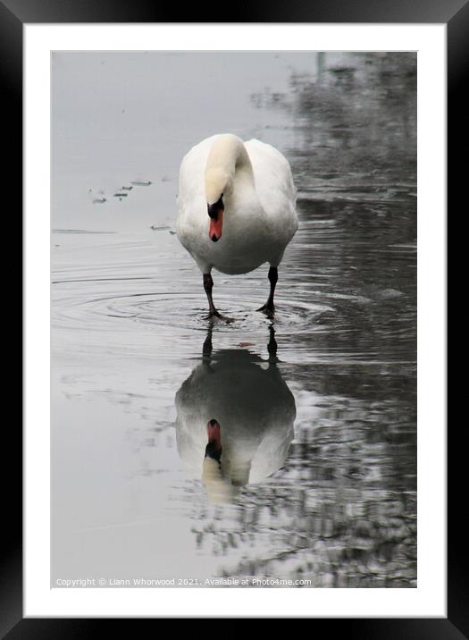 Swan Reflection Framed Mounted Print by Liann Whorwood