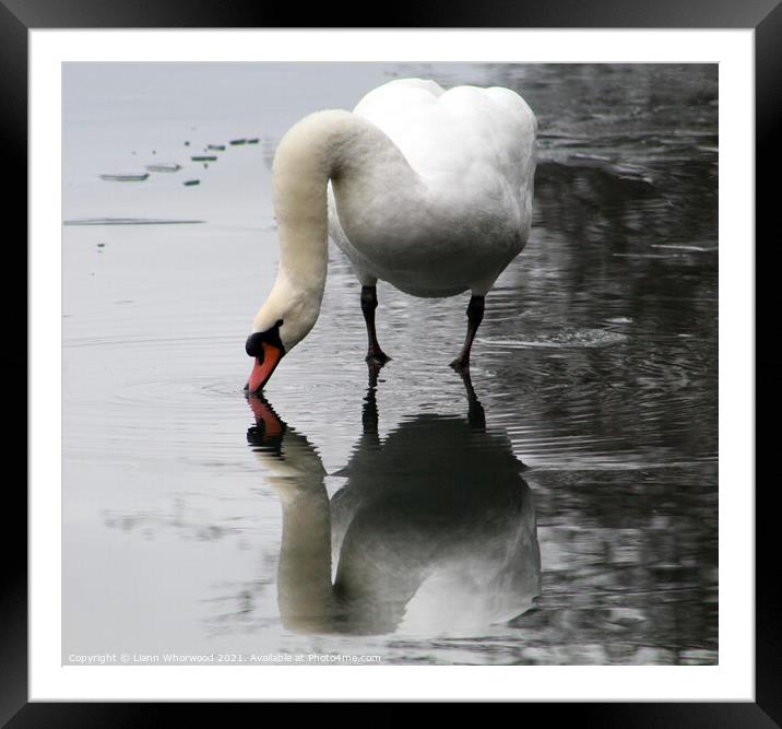 Swan in winter Framed Mounted Print by Liann Whorwood
