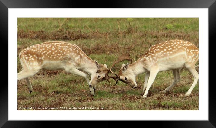 Deer rutt Framed Mounted Print by Liann Whorwood