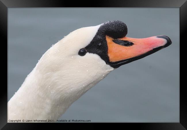 Close up of a Swans head Framed Print by Liann Whorwood
